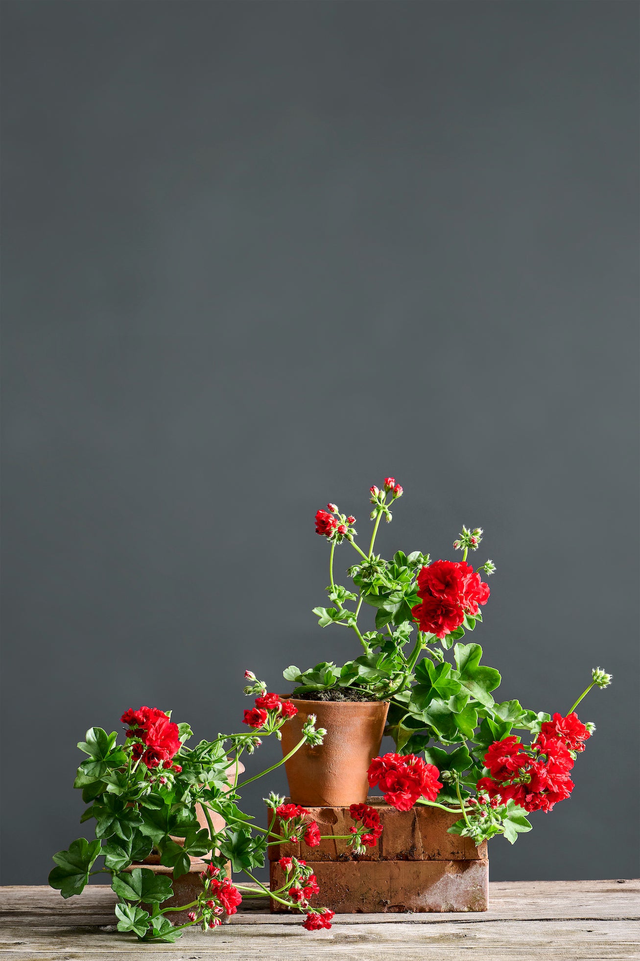 Pelargonium 'Red Sybil' : geranio con incantevoli fiori color rosso scarlatto, presentato con cura in un vaso di terracotta su un luminoso tavolo di legno.