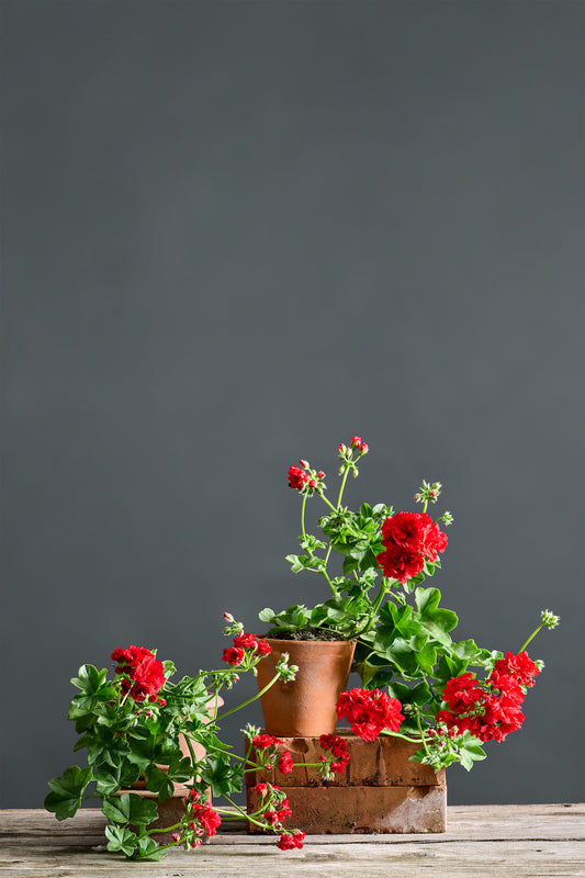 Pelargonium 'Red Sybil' : geranio con incantevoli fiori color rosso scarlatto, presentato con cura in un vaso di terracotta su un luminoso tavolo di legno.