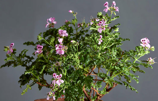 Macro foglie e incantevoli fiori color rosa-bordeaux di Pelargonium 'Royal Oak'.