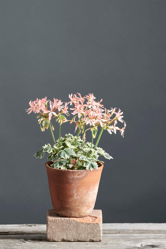 Pelargonium 'Silver Dawn': geranio con incantevoli fiori color rosa chiaro, presentato con cura in un vaso di terracotta su un luminoso tavolo di legno.