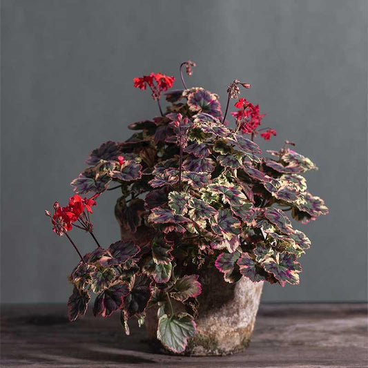 Pelargonium 'Stenbury': geranio con incantevoli fiori rosso scuro e foglie tricolor, presentato con cura in un vaso di terracotta su un luminoso tavolo di legno.