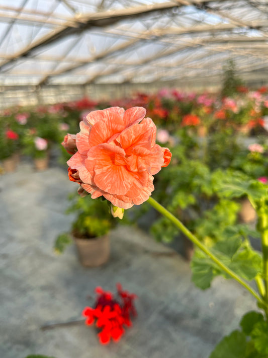 Macro splendido fiore pesca di Pelargonium Tresor