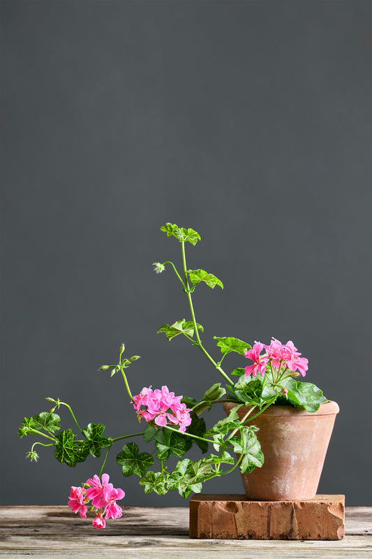 Pelargonium 'White Mesh': geranio con incantevoli fiori fucsia, presentato con cura in un vaso di terracotta su un luminoso tavolo di legno.