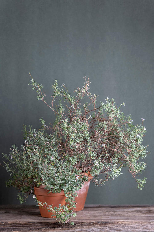 Pelargonium abrotanifolium white: geranio con incantevoli fiori bianchi, presentato con cura in un vaso di terracotta su un luminoso tavolo di legno.
