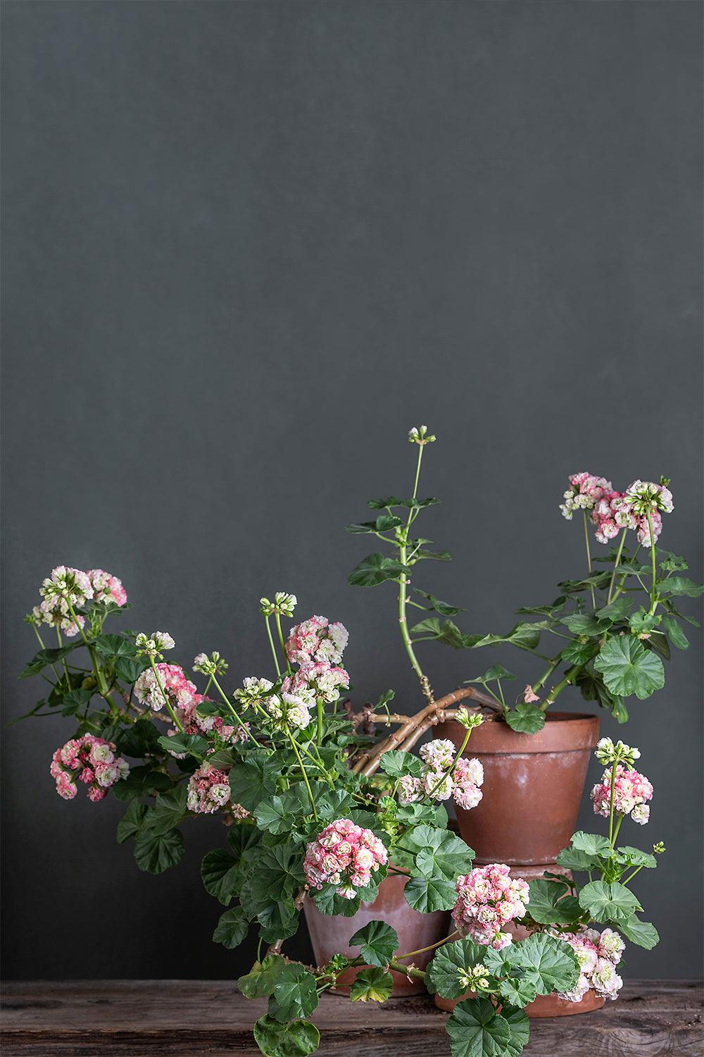 Pelargonium 'Appleblossom Rosebud': geranio con incantevoli fiori bianco rosa, presentato con cura in un vaso di terracotta su un luminoso tavolo di legno.