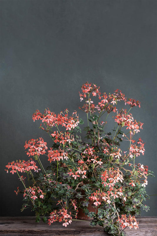 Pelargonium 'Apricot': geranio con incantevoli fiori albicocca, presentato con cura in un vaso di terracotta su un luminoso tavolo di legno.