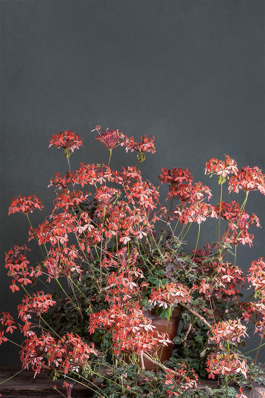 Pelargonium 'Apricot': geranio con incantevoli fiori albicocca, presentato con cura in un vaso di terracotta su un luminoso tavolo di legno.