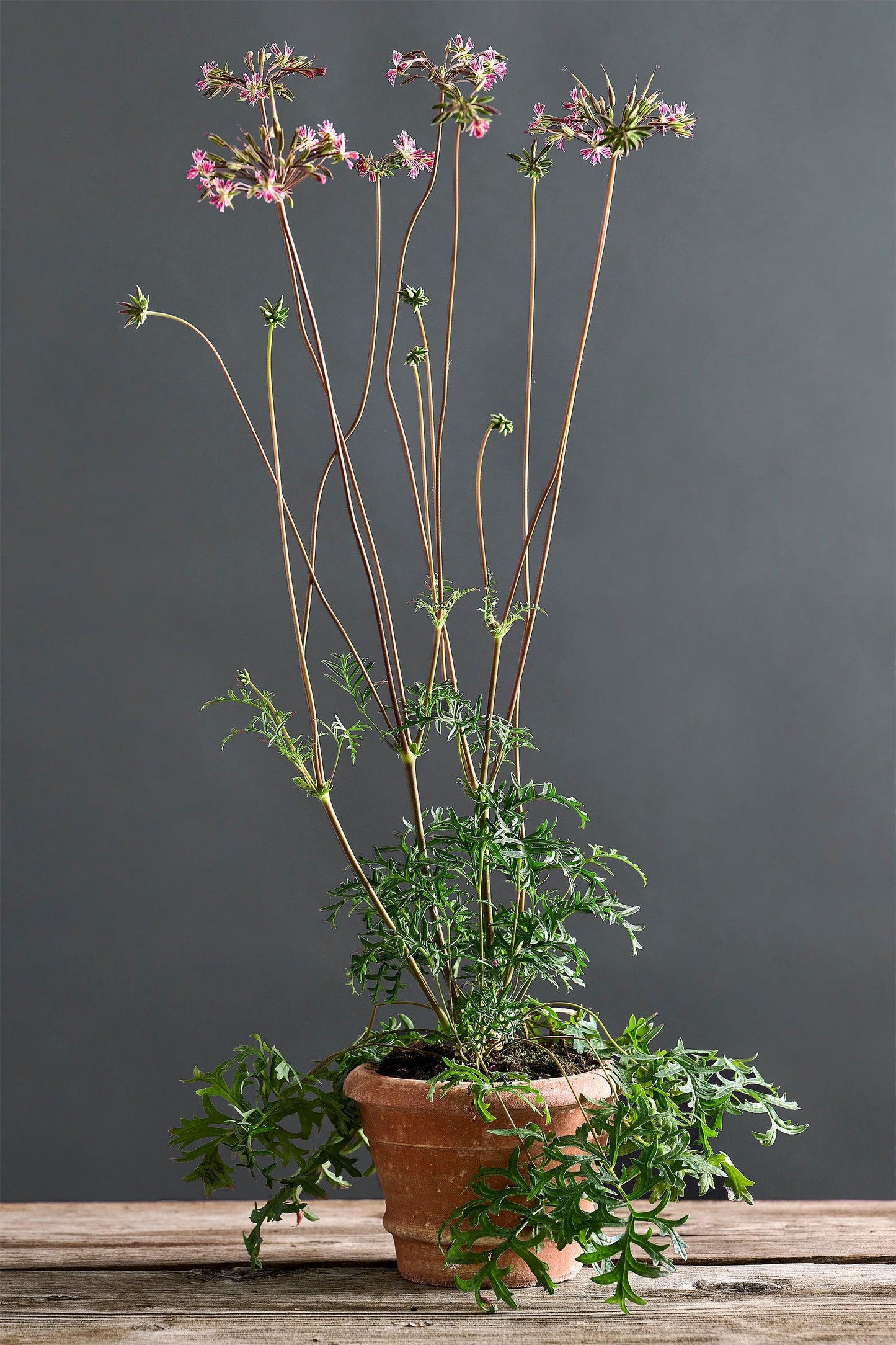 Pelargonium caffrum x 'Pedite': geranio con incantevoli fiori bordeaux, presentato con cura in un vaso di terracotta su un luminoso tavolo di legno.