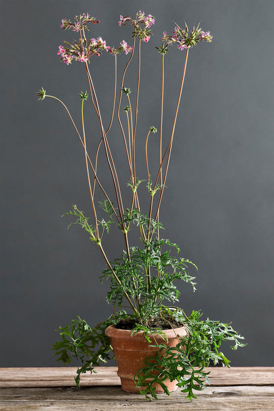 Pelargonium caffrum x 'Pedite': geranio con incantevoli fiori bordeaux, presentato con cura in un vaso di terracotta su un luminoso tavolo di legno.
