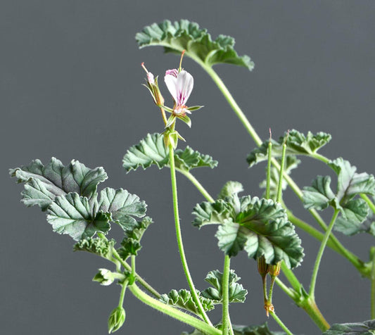 Macro foglie e incantevoli fiori bianchi di Pelargonium candicans.