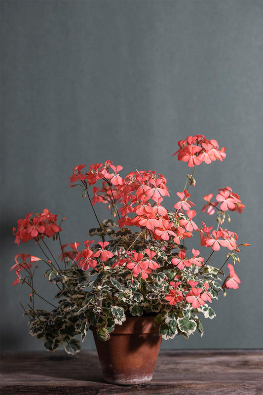 Pelargonium 'Frank Headley': geranio con incantevoli fiori color salmone, presentato con cura in un vaso di terracotta su un luminoso tavolo di legno.