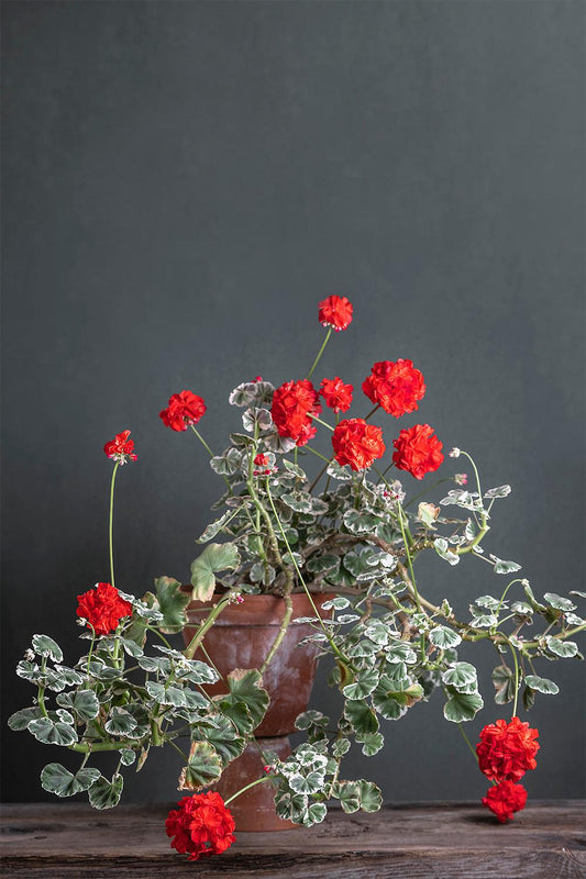 Pelargonium 'Caroline Schmidt': geranio con incantevoli fiori color rosso scarlatto, presentato con cura in un vaso di terracotta su un luminoso tavolo di legno.