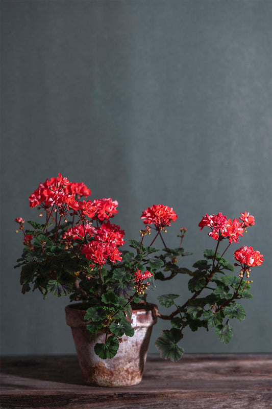 Pelargonium 'Colwell': geranio con incantevoli fiori color papaya, presentato con cura in un vaso di terracotta su un luminoso tavolo di legno.