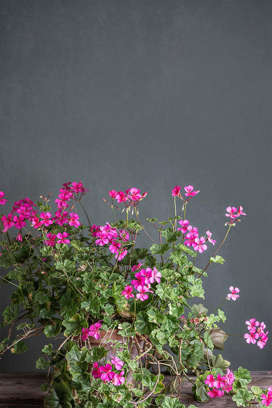 Pelargonium 'Crocodile': geranio con incantevoli fiori color ciliegia, presentato con cura in un vaso di terracotta su un luminoso tavolo di legno.