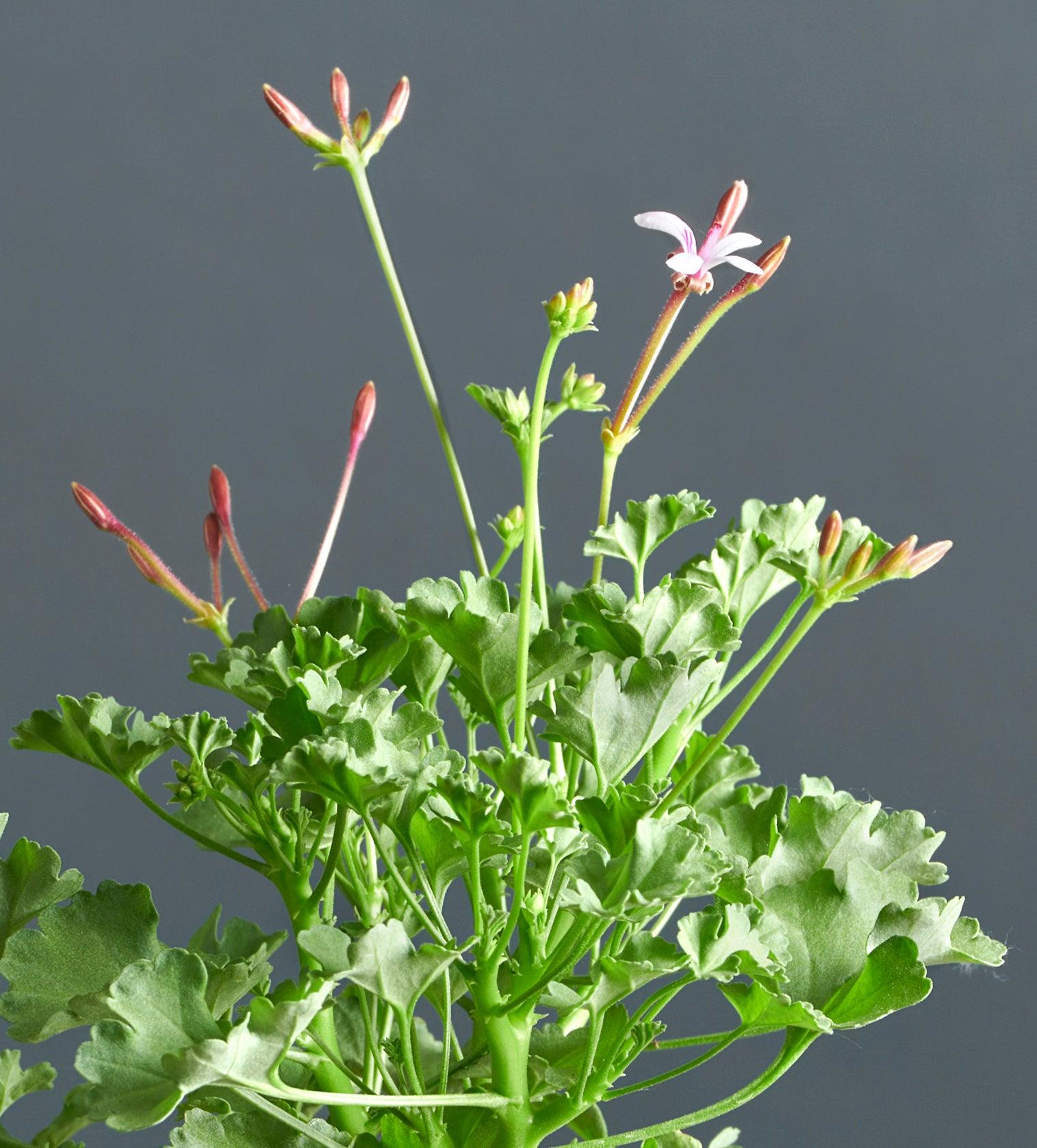Macro foglie e incantevoli fiori color rosa chiaro di Pelargonium desertorum.