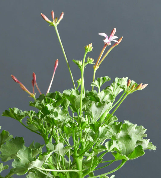Macro foglie e incantevoli fiori color rosa chiaro di Pelargonium desertorum.