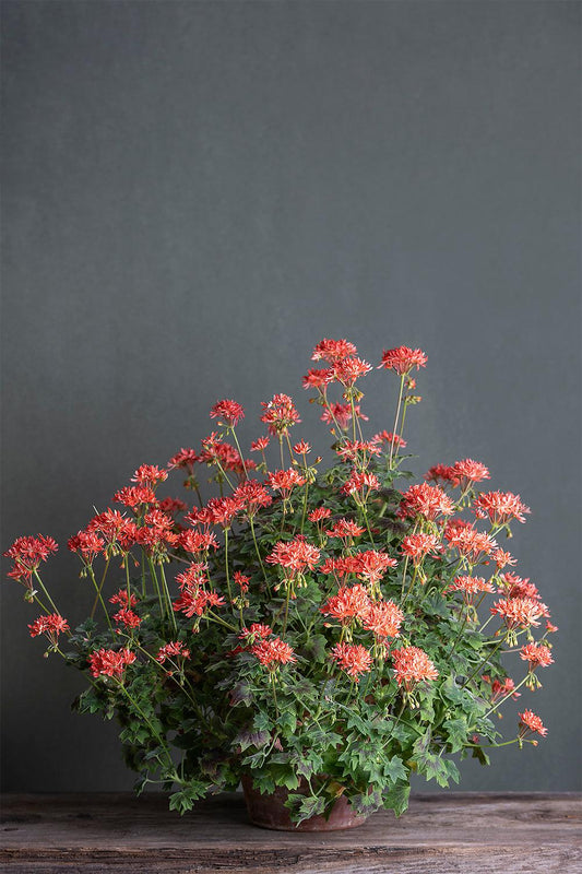 Pelargonium 'Grandad Mac': geranio con incantevoli fiori color arancio/salmone, presentato con cura in un vaso di terracotta su un luminoso tavolo di legno.