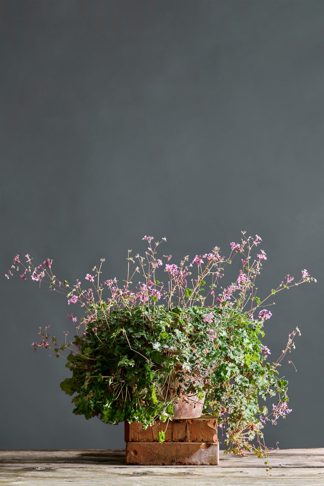 Pelargonium ionidiflorum: geranio con incantevoli fiori rosa, presentato con cura in un vaso di terracotta su un luminoso tavolo di legno.