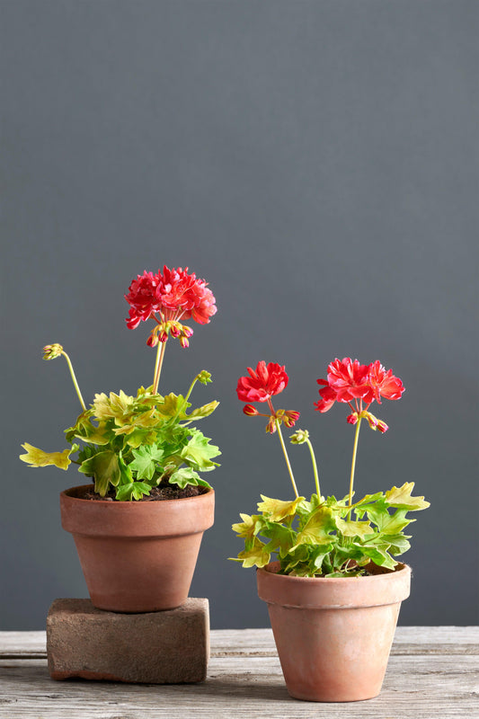 Pelargonium 'Kitbridge': geranio con incantevoli fiori color rosso ciliegia, presentato con cura in un vaso di terracotta su un luminoso tavolo di legno.