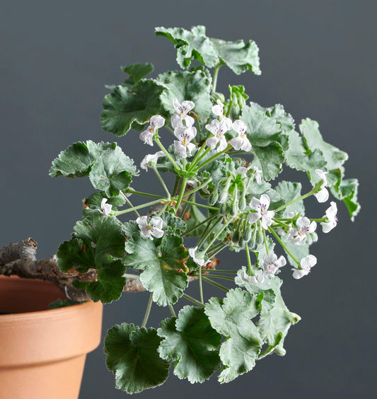 Macro foglie e incantevoli fiori bianchi di Pelargonium mirabile.