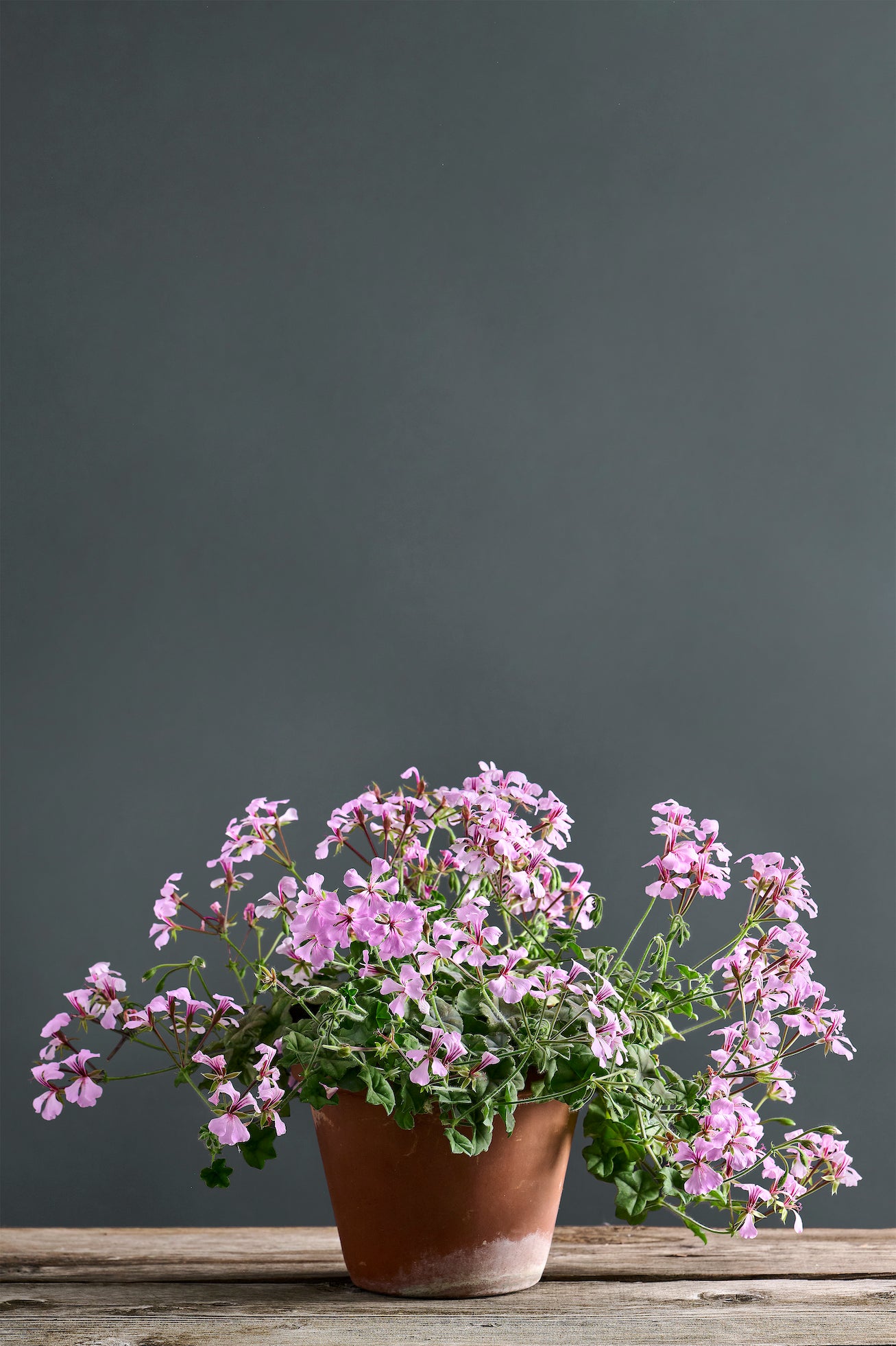 Pelargonium peltatum: geranio con incantevoli fiori lilla, presentato con cura in un vaso di terracotta su un luminoso tavolo di legno.