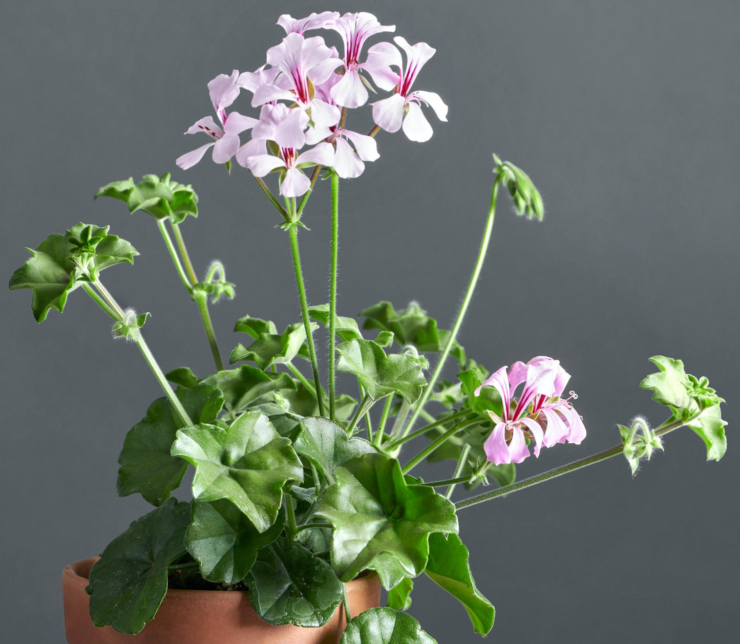 Macro di pelargonium peltatum, geranio con incantevoli fiori lilla.