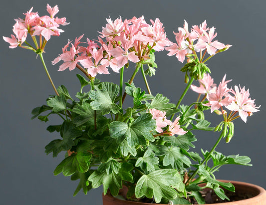 Macro di pelargonium 'Persimonn', geranio con incantevoli fiori color rosa garofano.