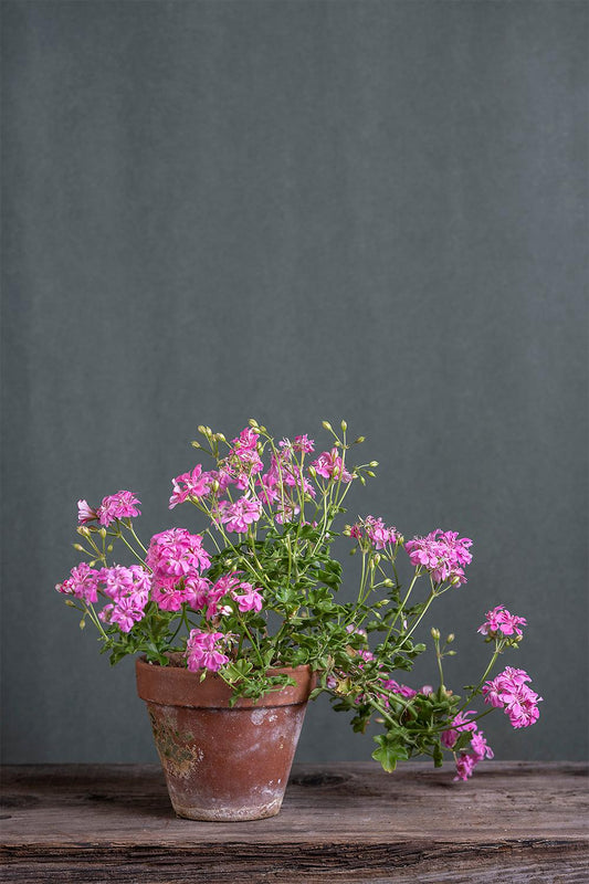 Pelargonium 'Pink Gay Baby': geranio con incantevoli fiori color fucsia, presentato con cura in un vaso di terracotta su un luminoso tavolo di legno.