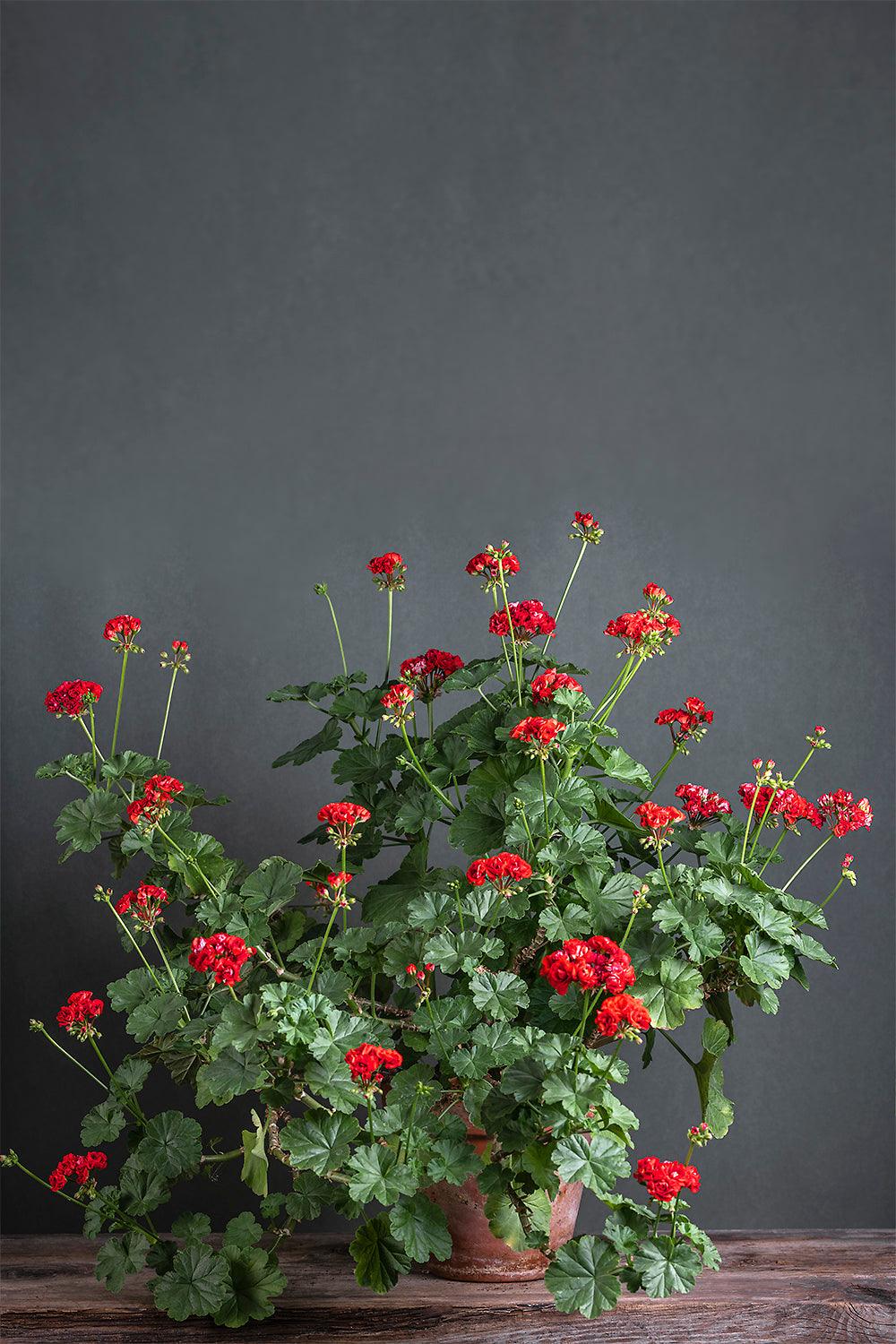 Pelargonium 'Red Rambler': geranio con incantevoli fiori color rosso scarlatto, presentato con cura in un vaso di terracotta su un luminoso tavolo di legno.
