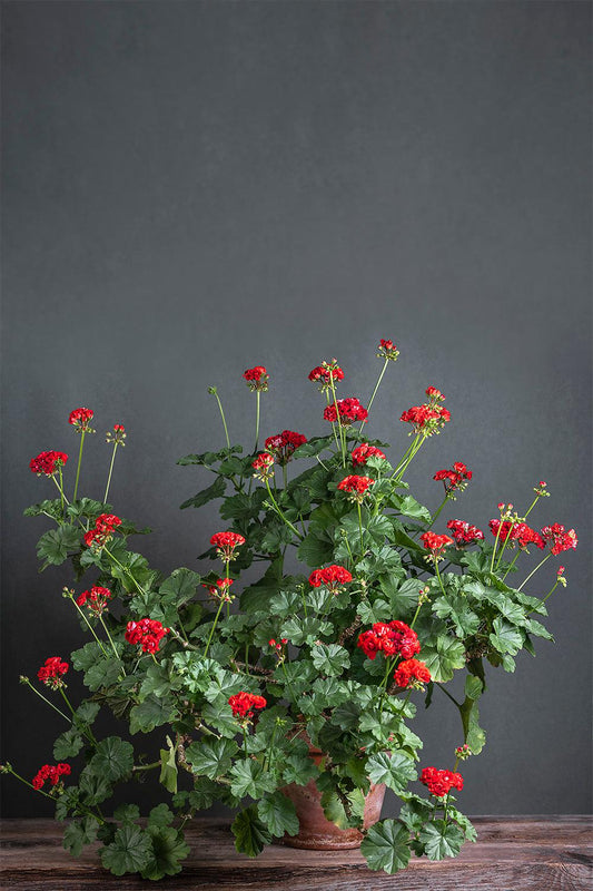 Pelargonium 'Red Rambler': geranio con incantevoli fiori color rosso scarlatto, presentato con cura in un vaso di terracotta su un luminoso tavolo di legno.