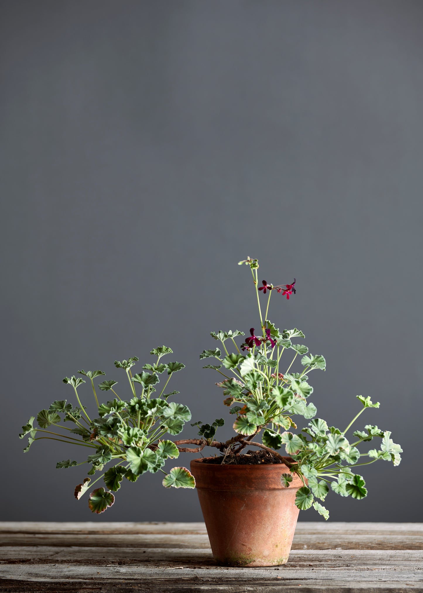 Pelargonium sidoides 'Burgundy': geranio con incantevoli fiori color nero-viola, presentato con cura in un vaso di terracotta su un luminoso tavolo di legno.