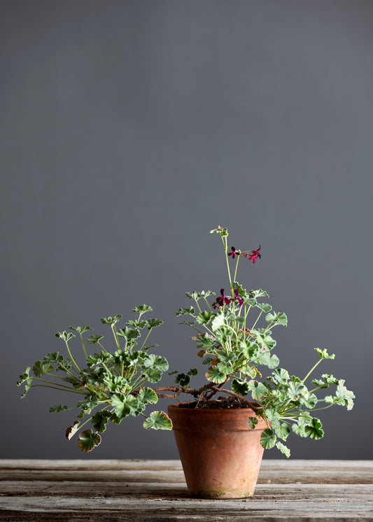 Pelargonium sidoides 'Burgundy': geranio con incantevoli fiori color nero-viola, presentato con cura in un vaso di terracotta su un luminoso tavolo di legno.