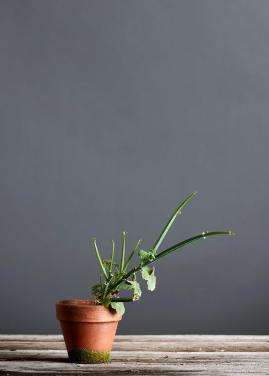 Pelargonium tetragonum: geranio con incantevoli fiori color rosa chiaro, presentato con cura in un vaso di terracotta su un luminoso tavolo di legno.