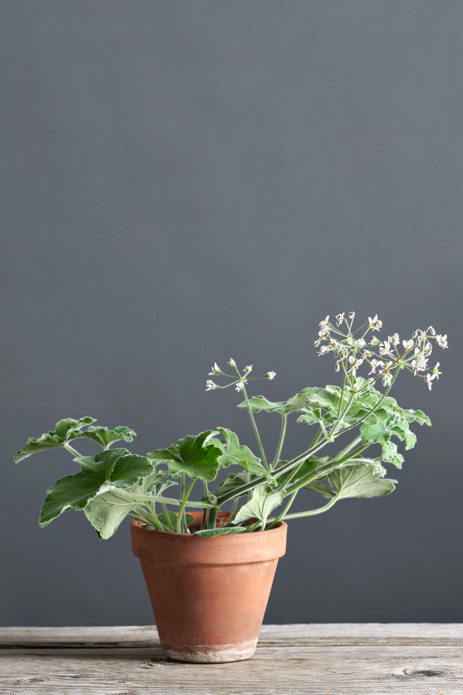 Pelargonium tomentosum: geranio con incantevoli fiori bianchi, presentato con cura in un vaso di terracotta su un luminoso tavolo di legno.