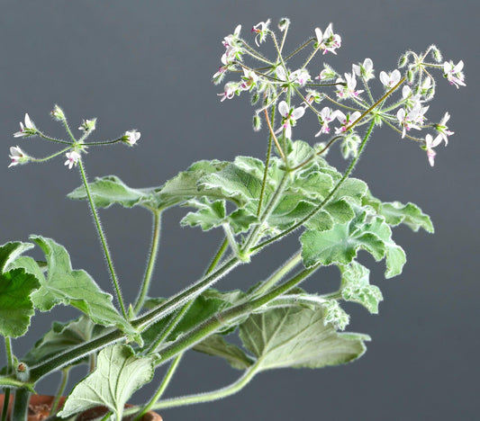 Macro foglie e incantevoli fiori bianchi di Pelargonium tomentosum.