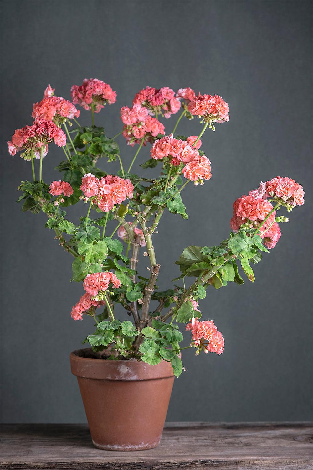 Pelargonium 'Vina': geranio con incantevoli fiori color salmone, presentato con cura in un vaso di terracotta su un luminoso tavolo di legno.