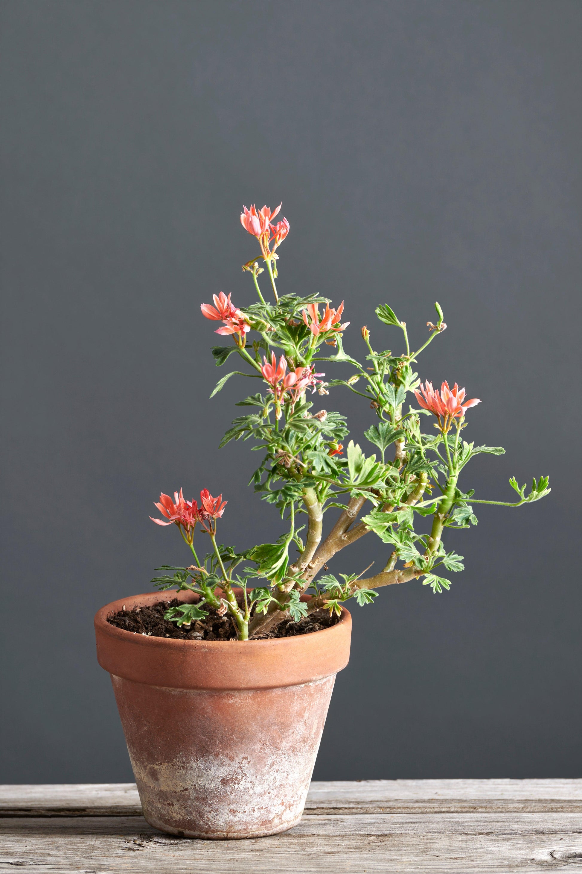 Pelargonium 'Wörtersee hell': geranio con incantevoli fiori color albicocca, presentato con cura in un vaso di terracotta su un luminoso tavolo di legno.
