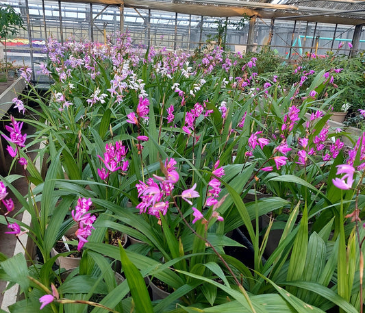 La Bletilla: l’Orchidea da giardino più amata