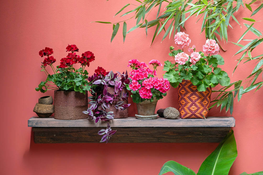 Pelargonium di Gitte Ådahl: ibridi unici, eleganti e da collezione