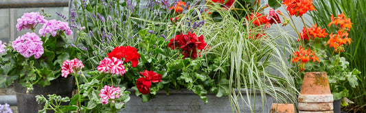 Balcone con vasi di Pelargonium fioriti e colorati