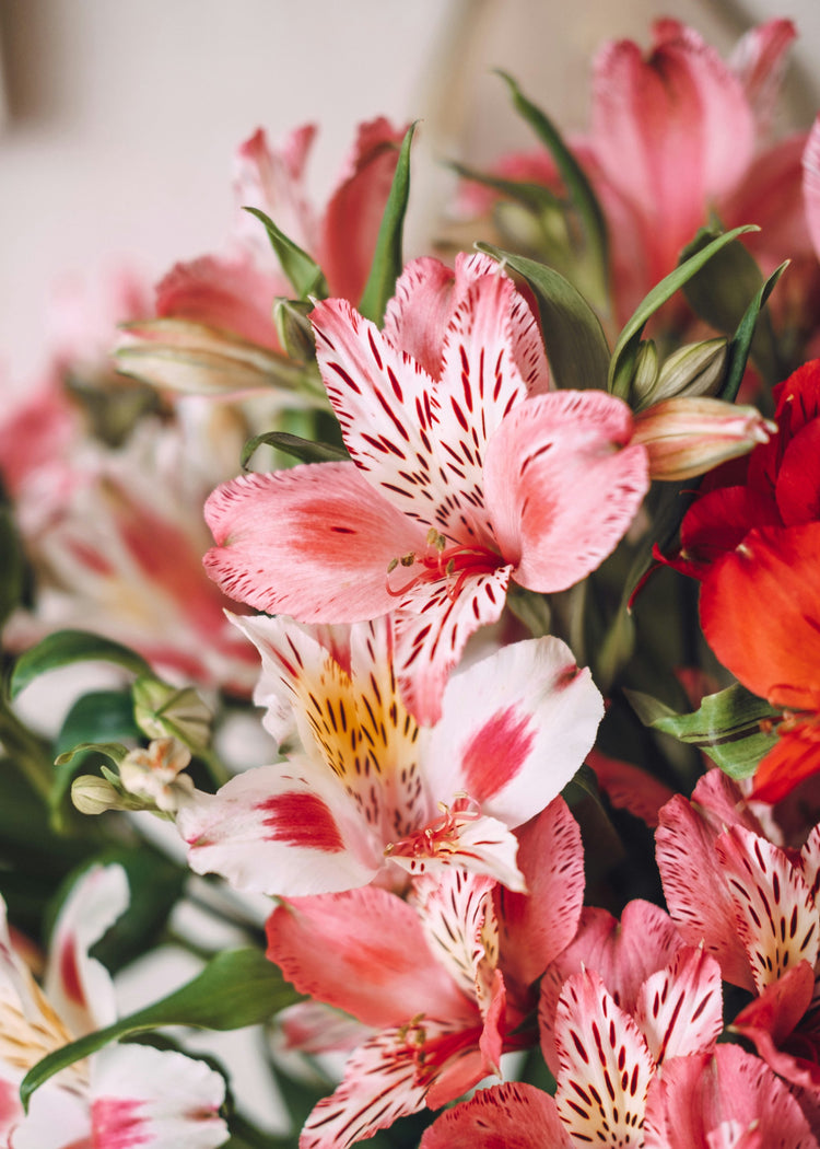 Foto di Farrinni su Unsplash. Pianta di Alstroemeria