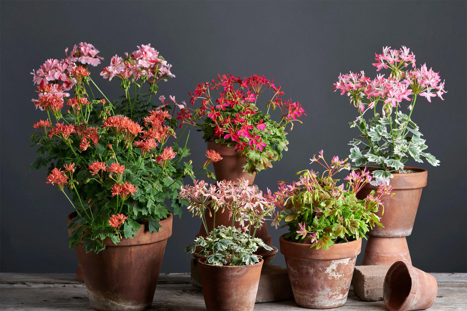 Gruppo di sei piante di Pelargonium con incantevoli fiori rosa e rossi, presentati con cura in vasi di terracotta su un luminoso tavolo di legno.