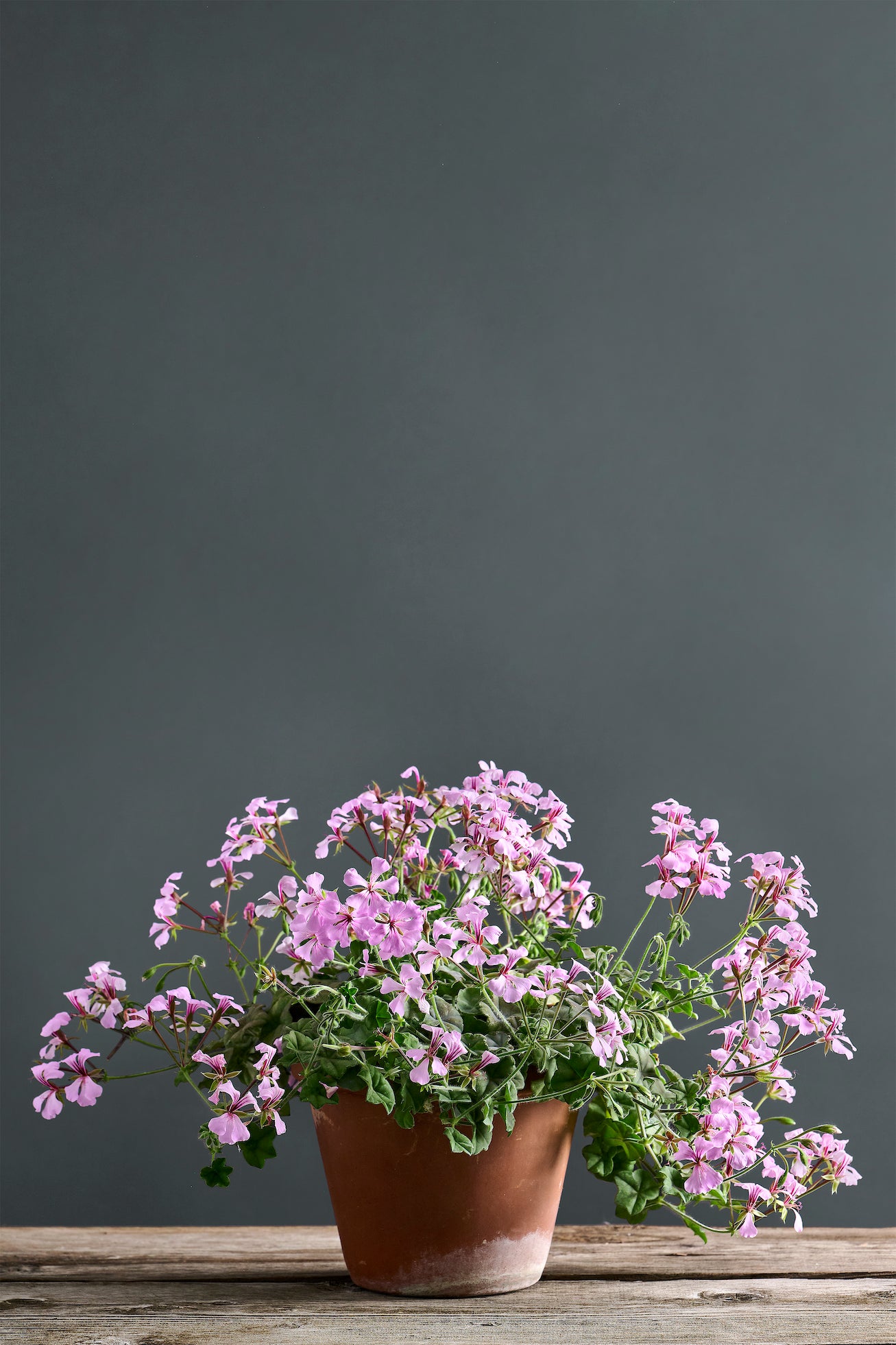 Pelargonium Peltatum