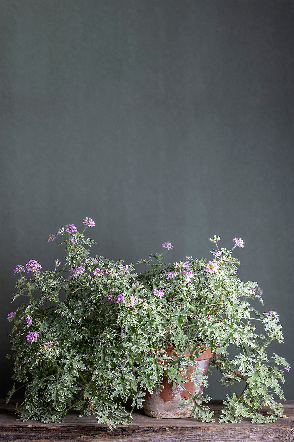 Pelargonium Lady Plymouth