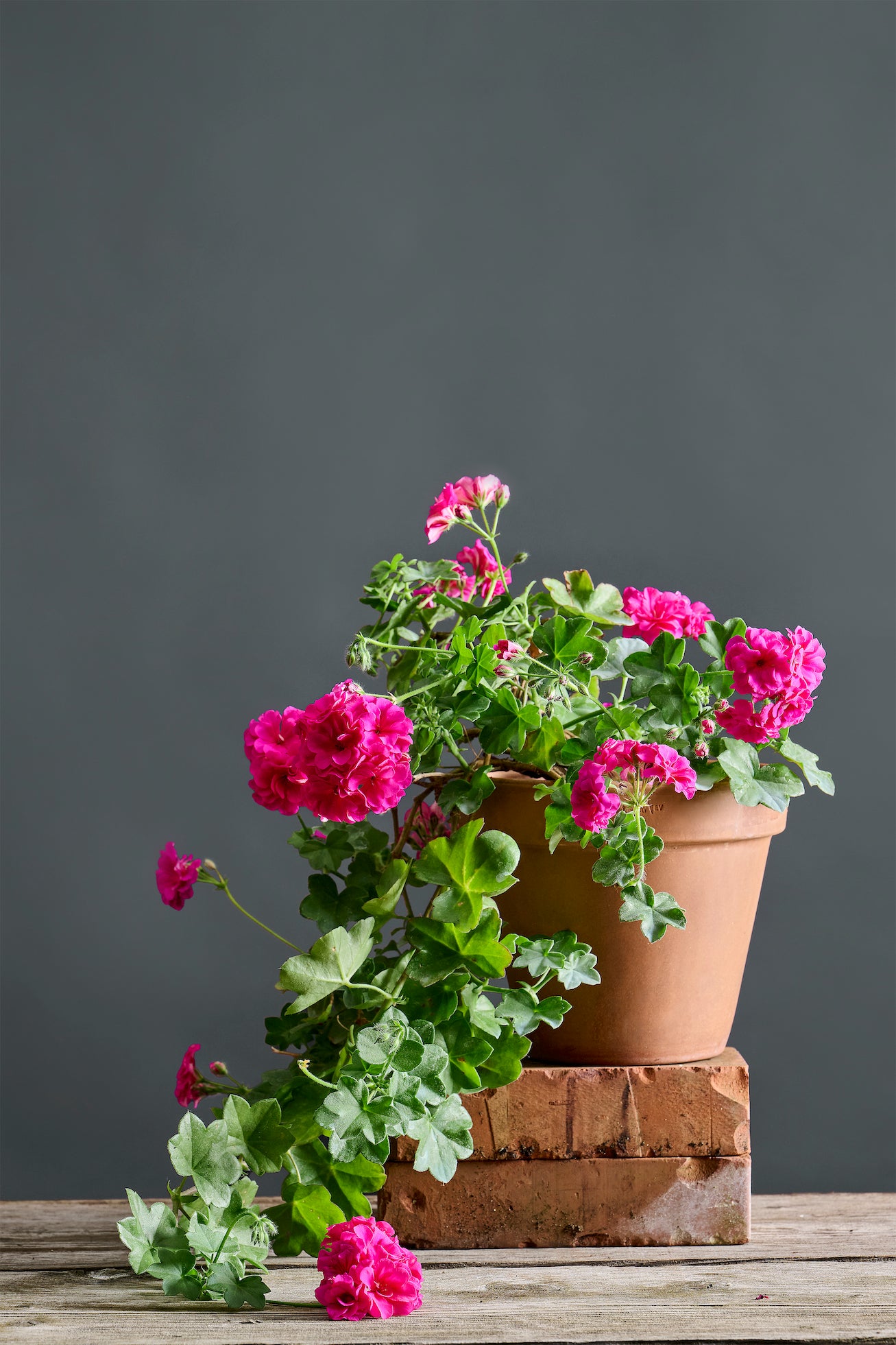 Pelargonium Blue Sybil