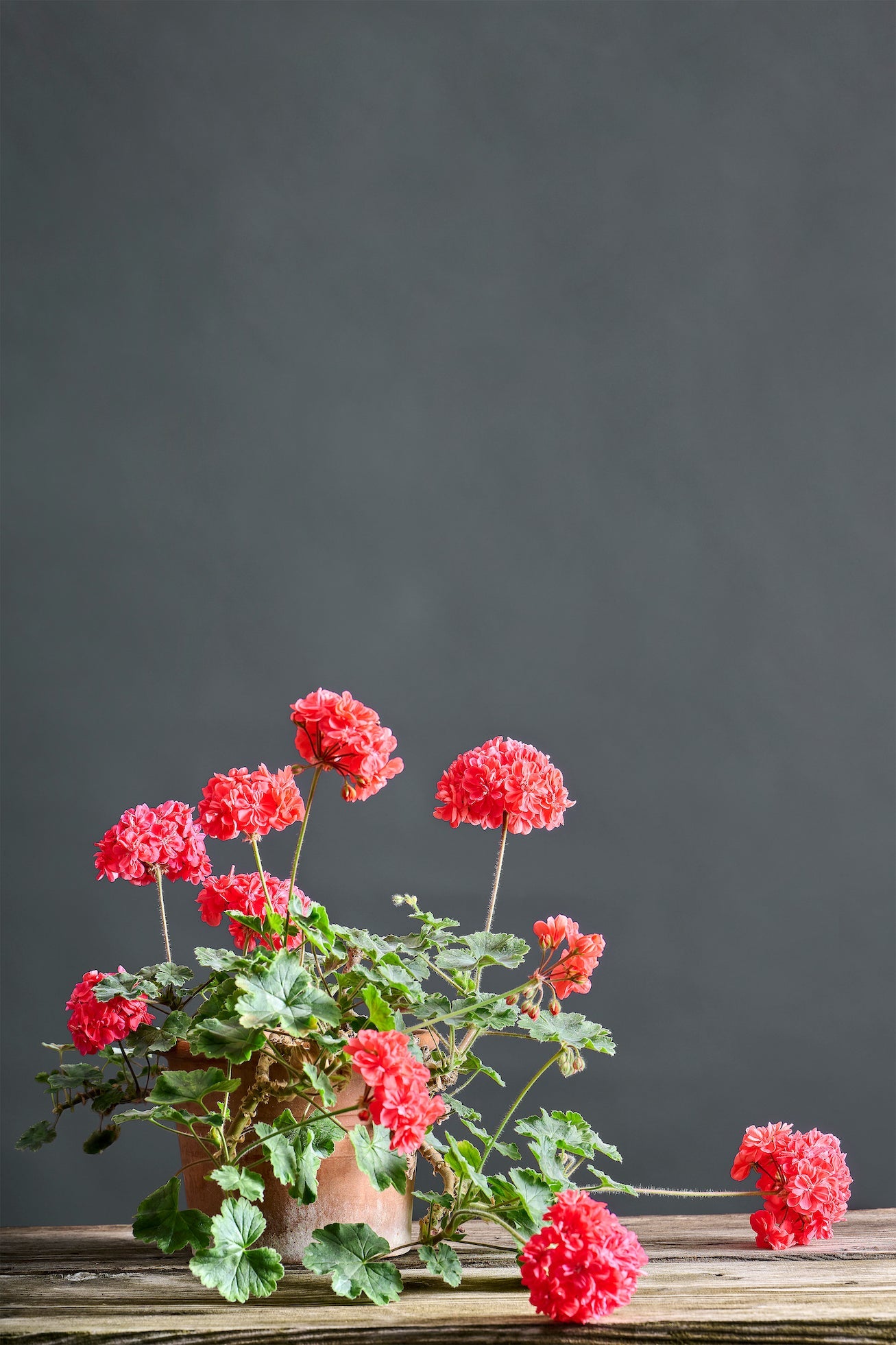 Pelargonium 'Lara Susanne': geranio con incantevoli fiori color carminio, presentato con cura in un vaso di terracotta su un luminoso tavolo di legno.