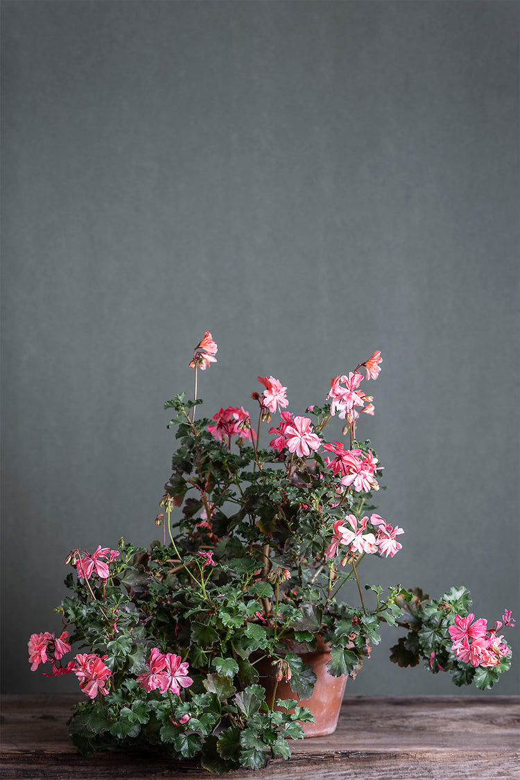 Pelargonium Frills