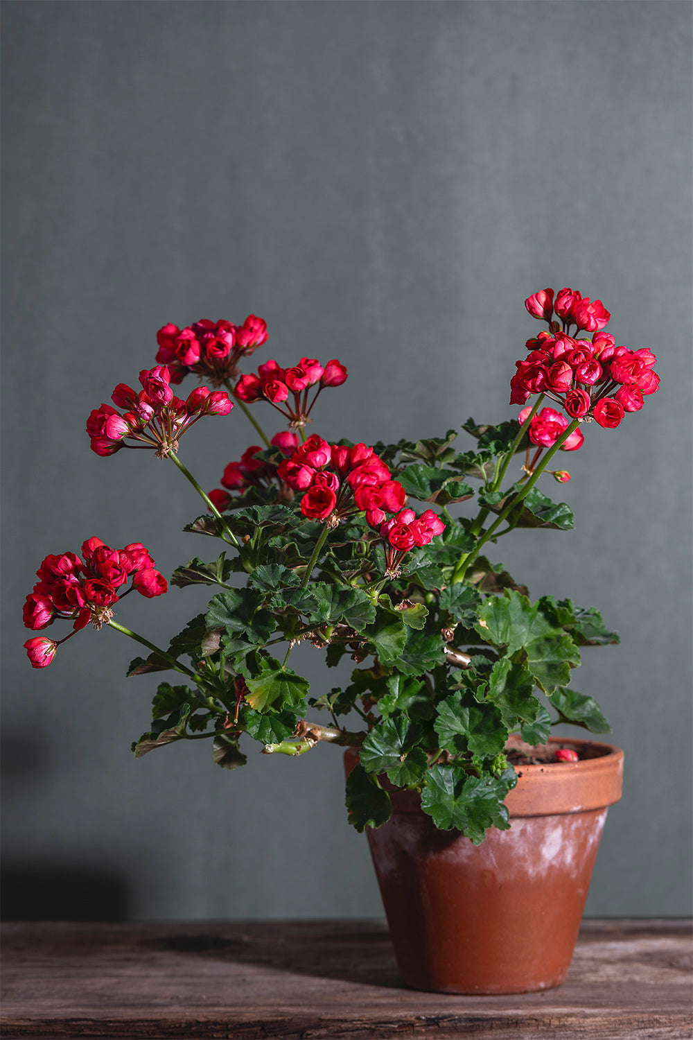 Pelargonium Mr. Charles