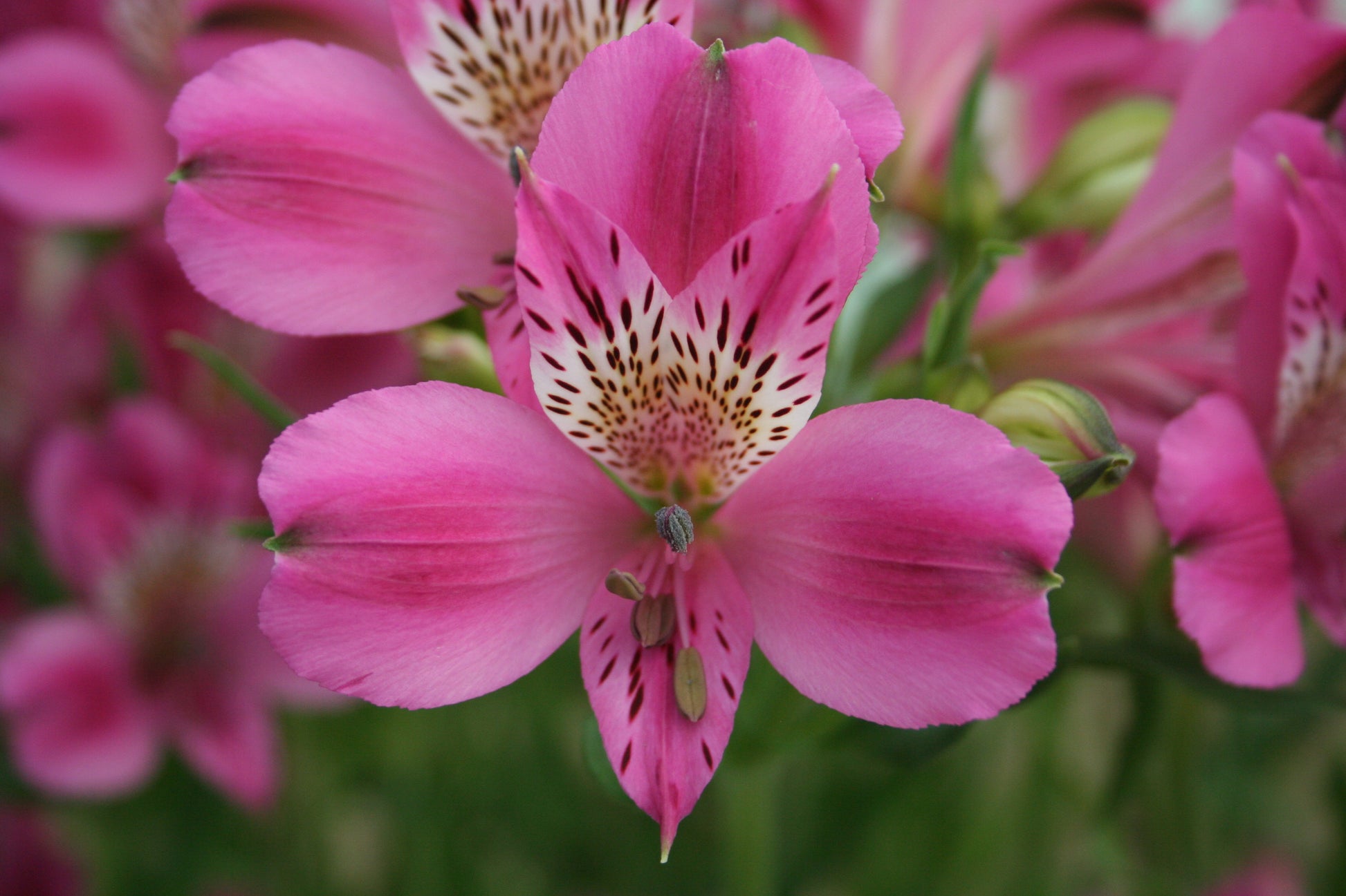 Alstroemeria 'Edouard', macro su incantevoli fiori viola.