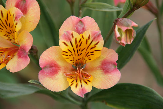Alstroemeria 'Chartrené', macro su incantevoli fiori gialli.